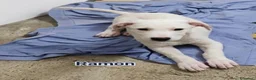 Meticcio cani in regalo: Ramon - Annuncio 1
