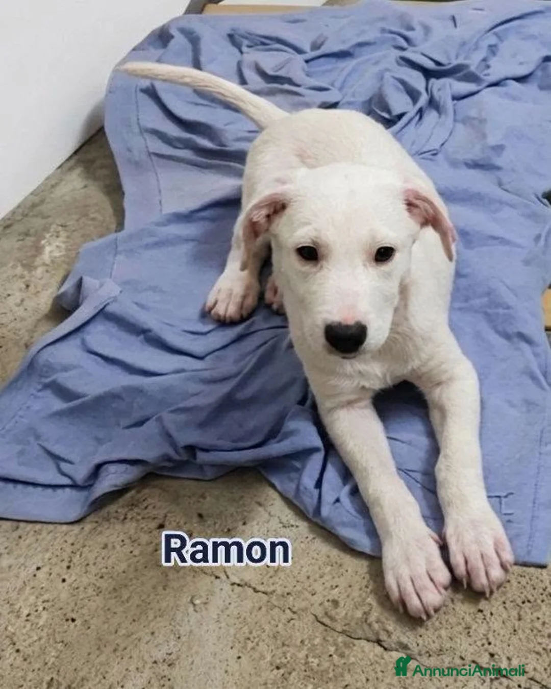 Meticcio cani in regalo: Ramon - Annuncio 1