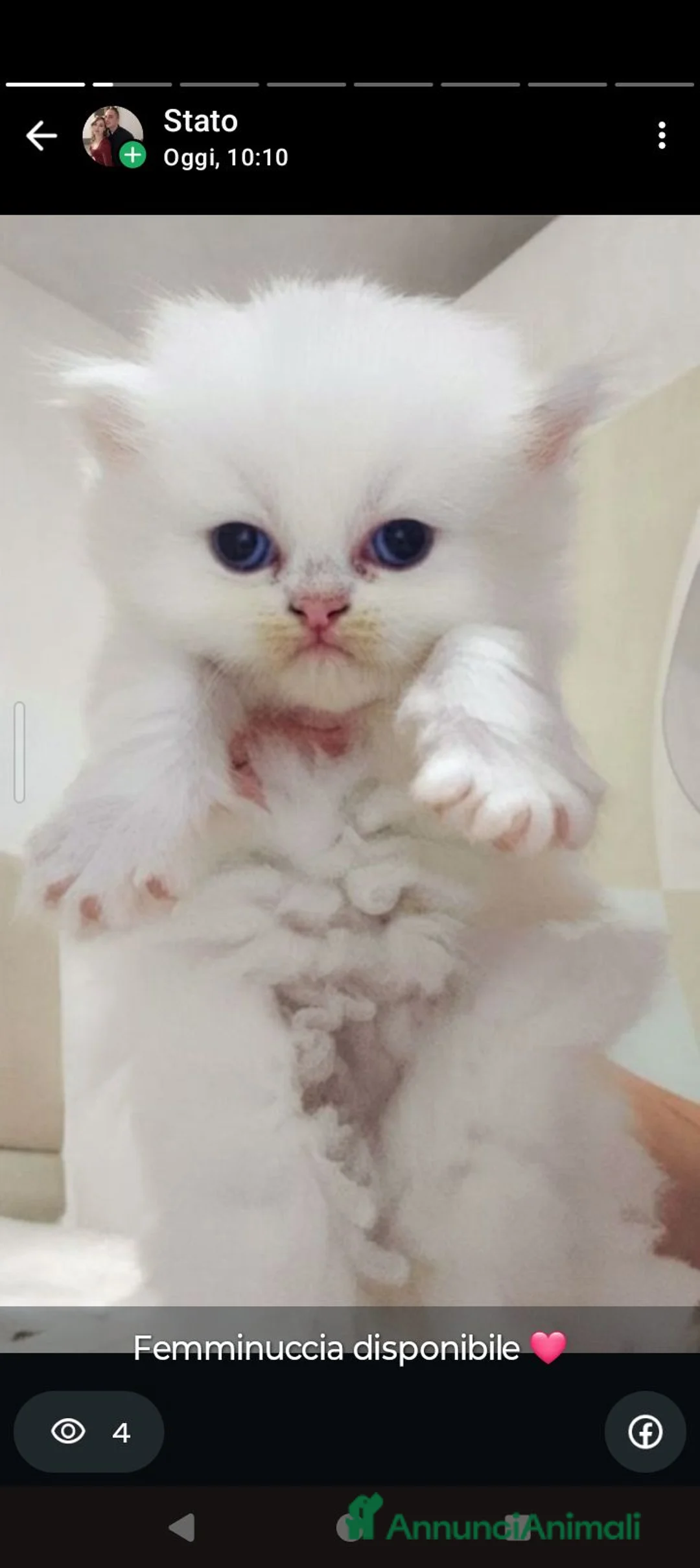 Persiano gatti in vendita: Gattini persiani  - Annuncio 2