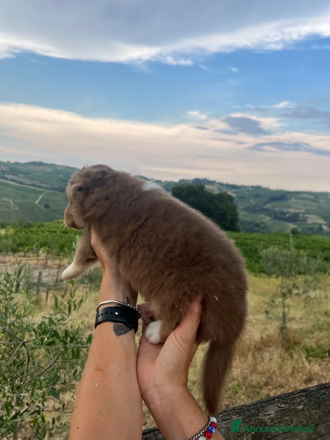 Australian Shepherd cani in vendita: Cucciolo pastore australiano Australian shepherd - Annuncio 2