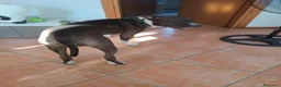 American Staffordshire cani in regalo: Il suo nome e Tyson - Annuncio 5