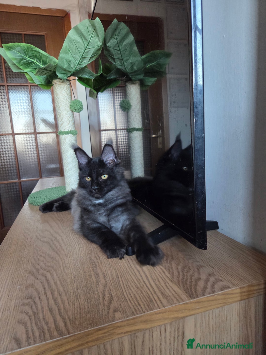 Maine Coon gatti in vendita: Ultimi 4 cuccioli Maine Coon - Annuncio 17