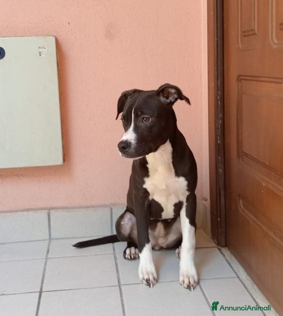 Pitbull cani SUSI e DINA giovani sorelline! - Annuncio 2