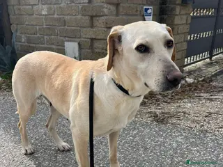 Meticcio cani BERTA UNA MAMMA SPECIALE, IN ADOZIONE - Annuncio 1