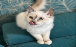 Sacro di Birmania gatti in vendita: Sacri di birmania, dolcissimi cuccioli - Immagine 4