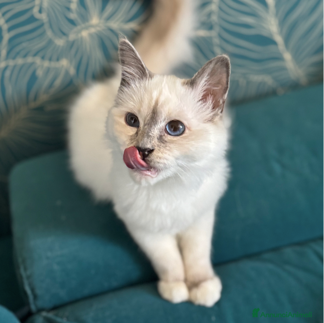 Sacro di Birmania gatti in vendita: Sacri di birmania, dolcissimi cuccioli - Immagine 4
