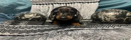 Bassotto cani in vendita: Cuccioli bassotti tedesco kaninchen e nano - Annuncio 9