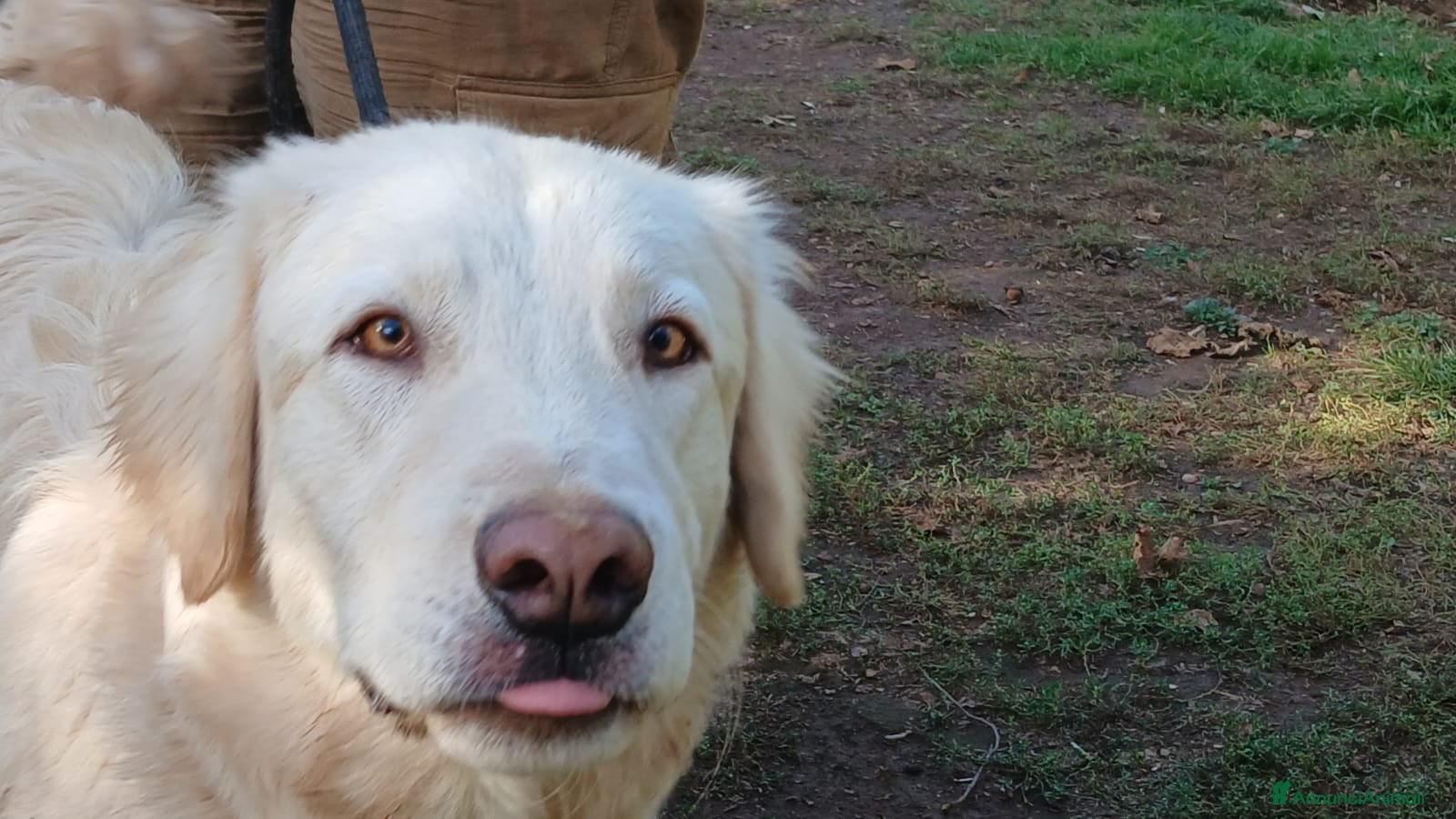 Meticcio cani OSVALDO INC MAREMMANO CERCA UNA CASA - Annuncio 6