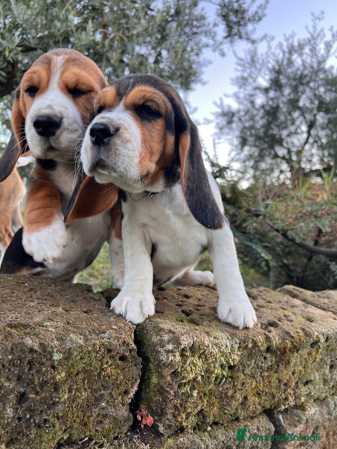 Beagle cani in vendita: Cuccioli di beagle - Annuncio 3