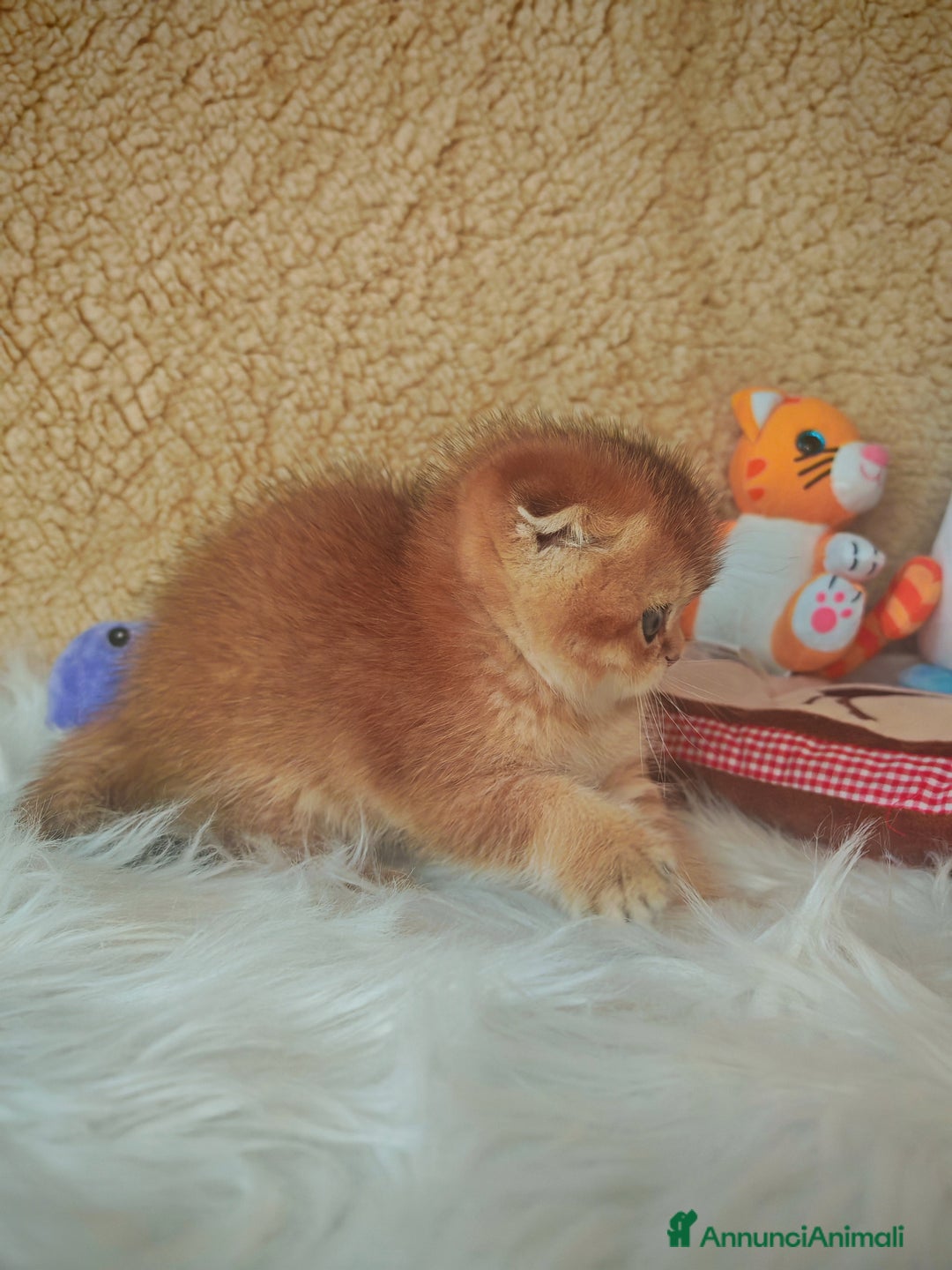 Scottish gatti in vendita: Gattini Scottish Rossicci - Annuncio 10