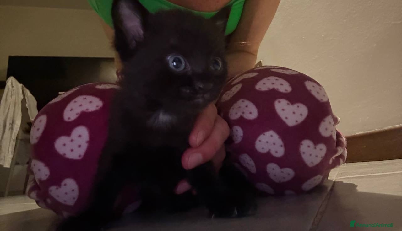 Altre razze gatti 🩵GATTINO DOLCE IN REGALO🩷☘️ - Annuncio 2