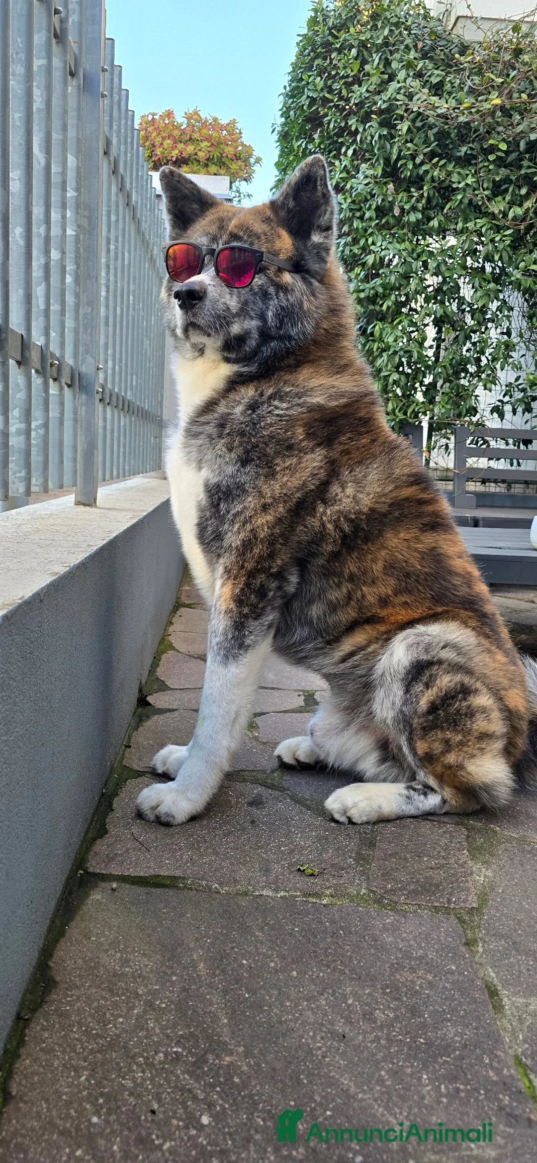 Akita Inu cani per accoppiamento: AKITA INU TIGRATO PER ACCOPPIAMENTO - Annuncio 2