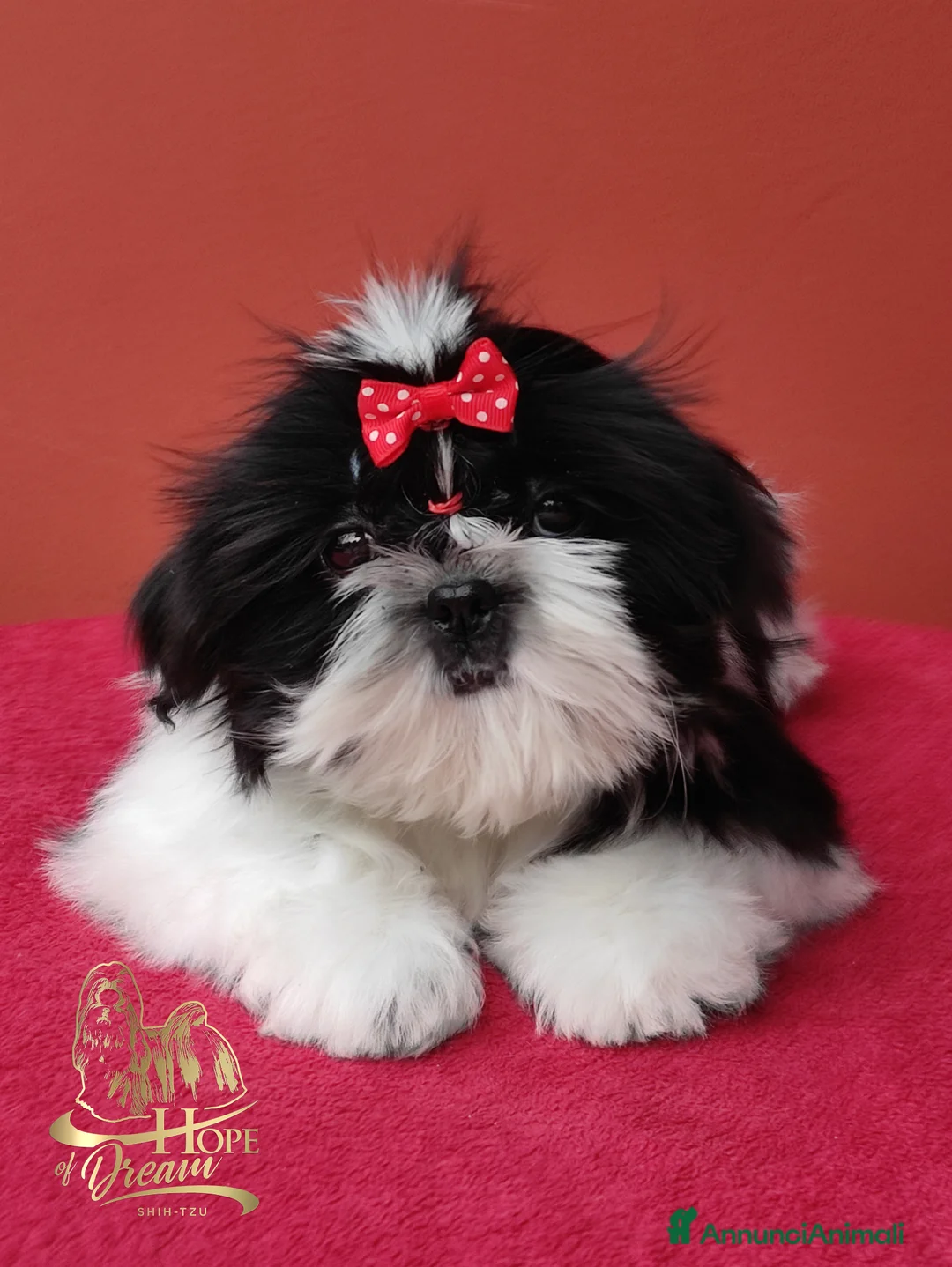 Shih Tzu cani in vendita: Cucciola Shihtzu con pedigree Enci  - Annuncio 4