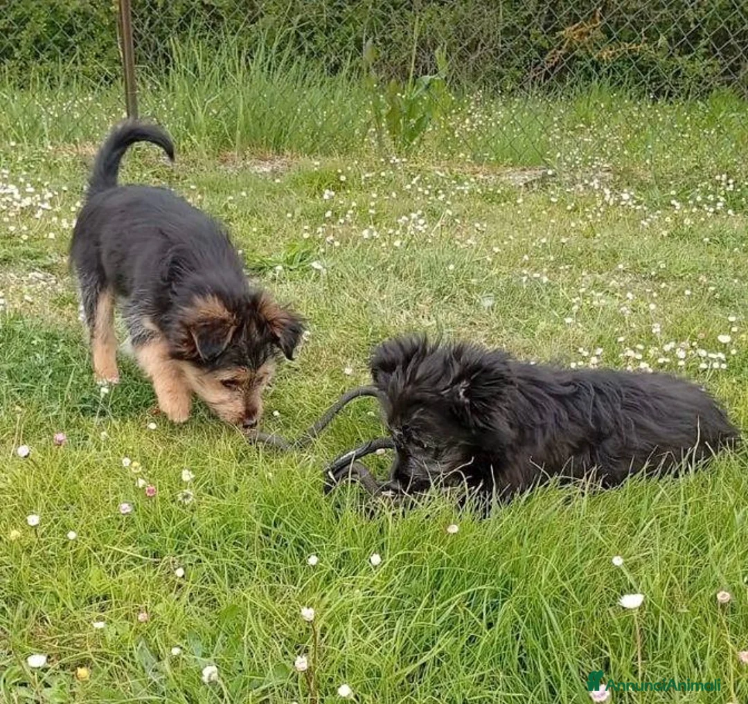 Meticcio cani in regalo: DAKOTA e ARES simpatici cucciolotti a Città Metropolitana di Firenze - Annuncio 4
