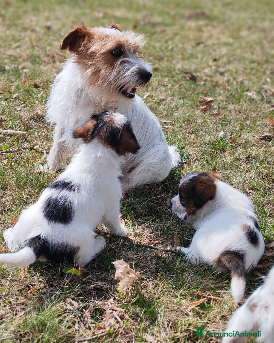 Jack Russell cani in vendita: Cucciolo Jack Russell - Annuncio 2