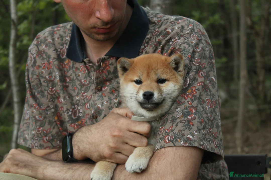 Shiba Inu cani in vendita: Shiba cuccioli con pedigree  a Provincia di Pavia - Annuncio 8