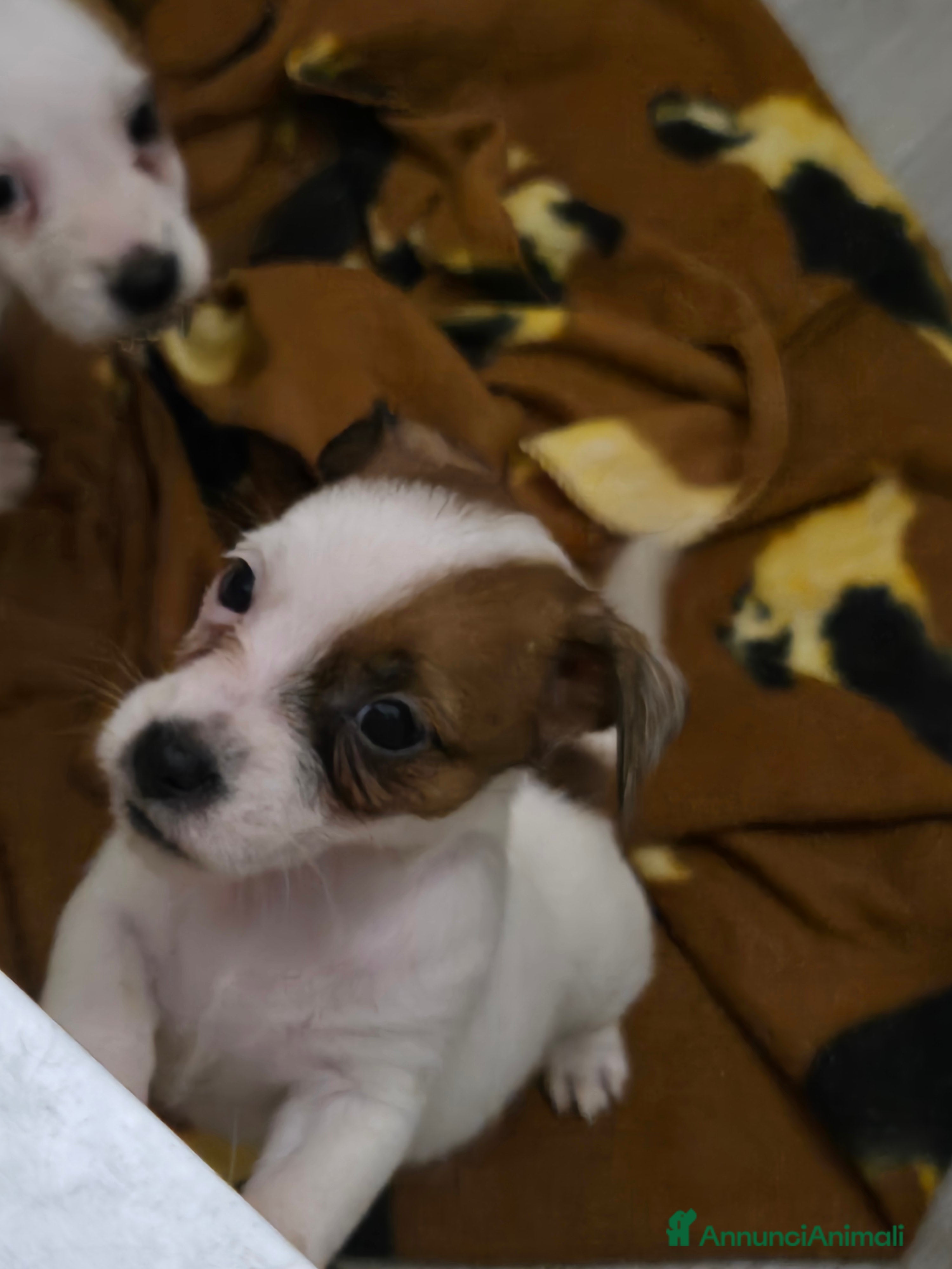 Jack Russell cani Cuccioli di Jack Russell Terrier - Annuncio 3
