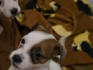 Jack Russell cani Cuccioli di Jack Russell Terrier - Annuncio 3