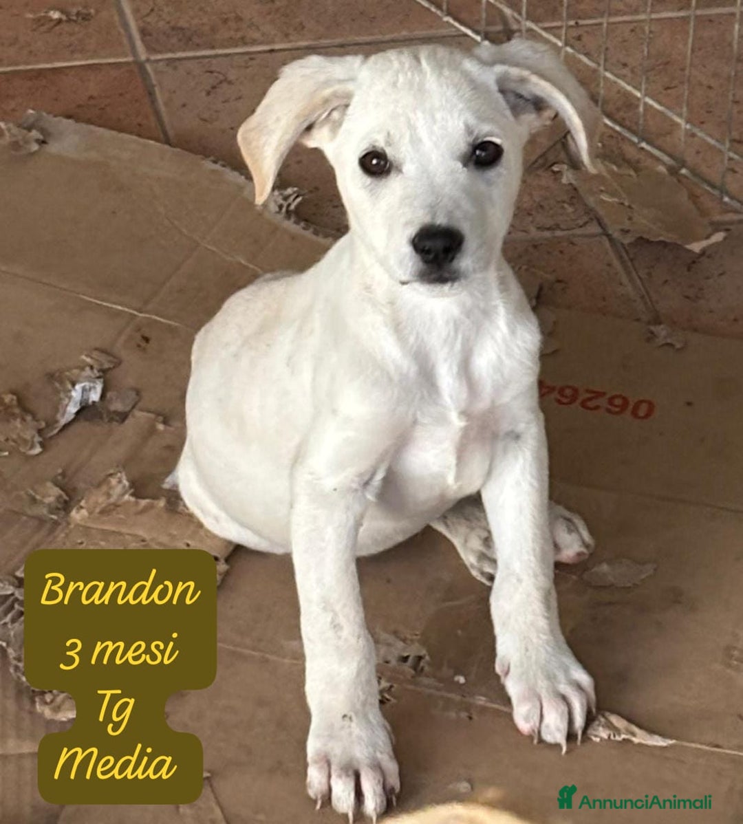 Meticcio cani in regalo: Meticci dimenticati da tutti! - Annuncio 4