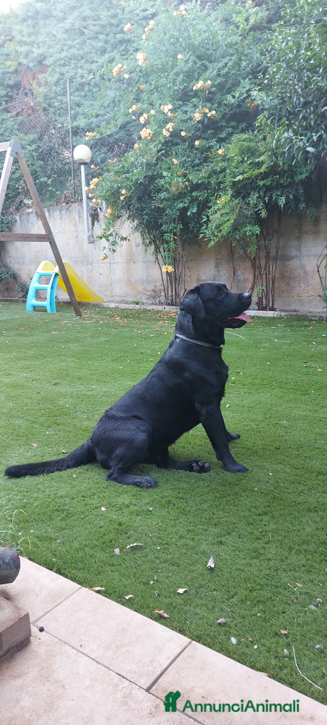 Labrador cani per accoppiamento: Accoppiamento a Provincia di Perugia - Annuncio 2
