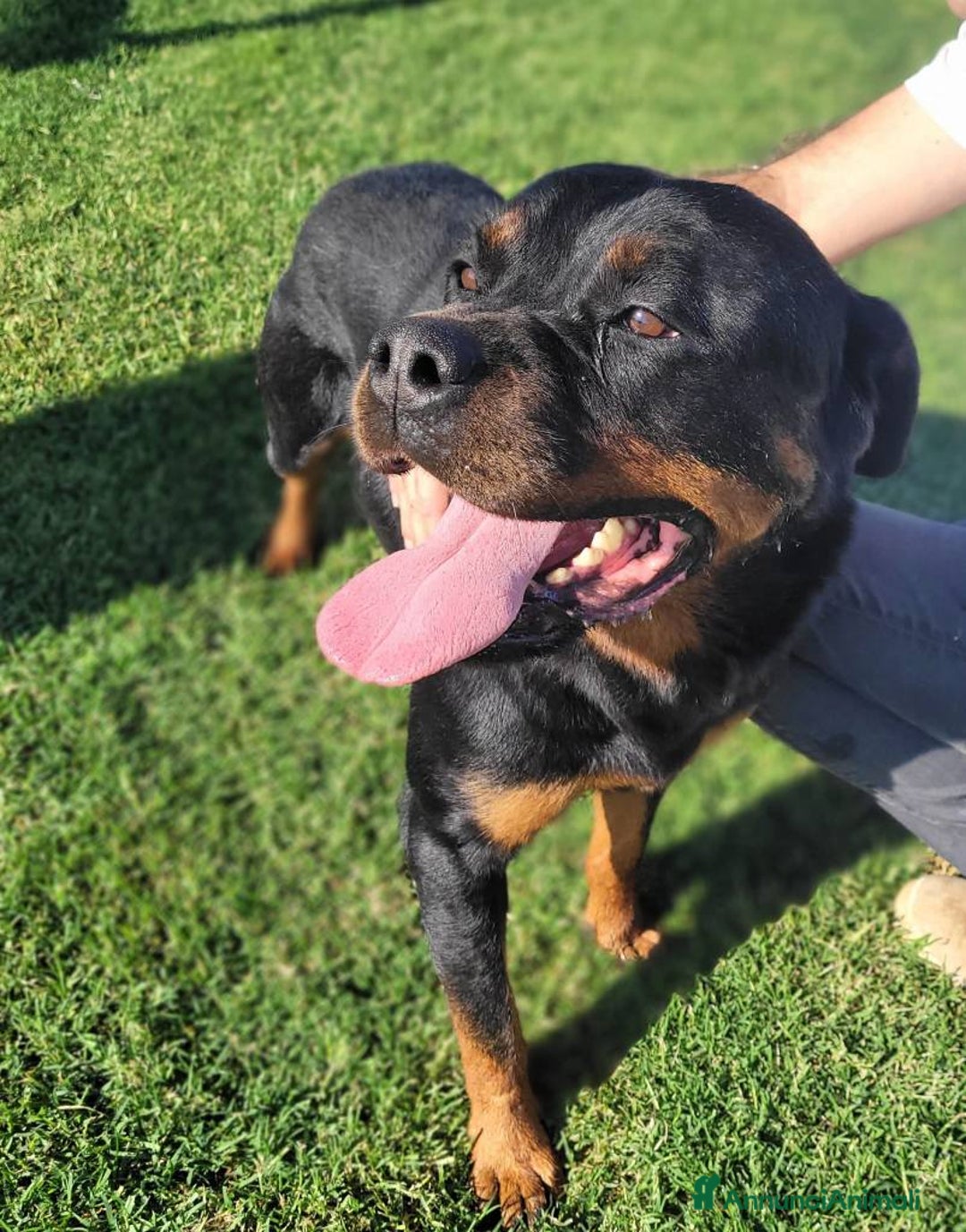 Rottweiler cani in regalo: Straordinaria Rottweiler di nome Beverly - Annuncio 3