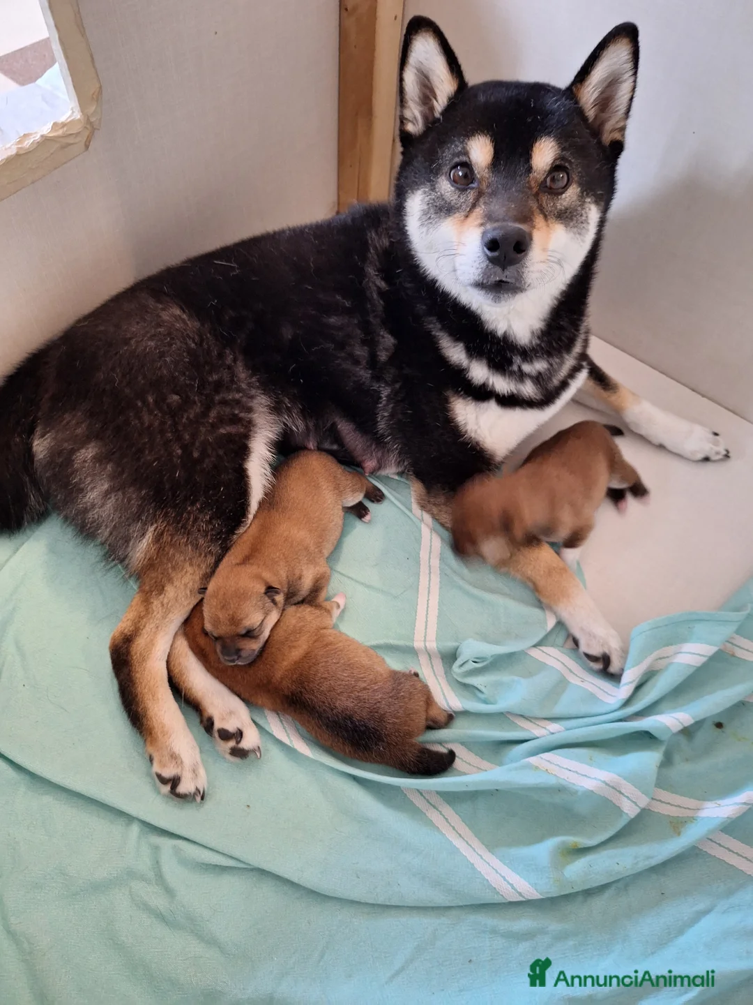 Shiba Inu cani in vendita: Ultima femmina rossa shiba inu disponibile - Annuncio 3