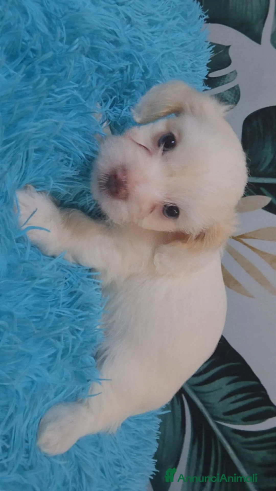 Meticcio cani in vendita: Ciao a tutti  - Annuncio 1