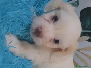 Meticcio cani Ciao a tutti - Annuncio 1