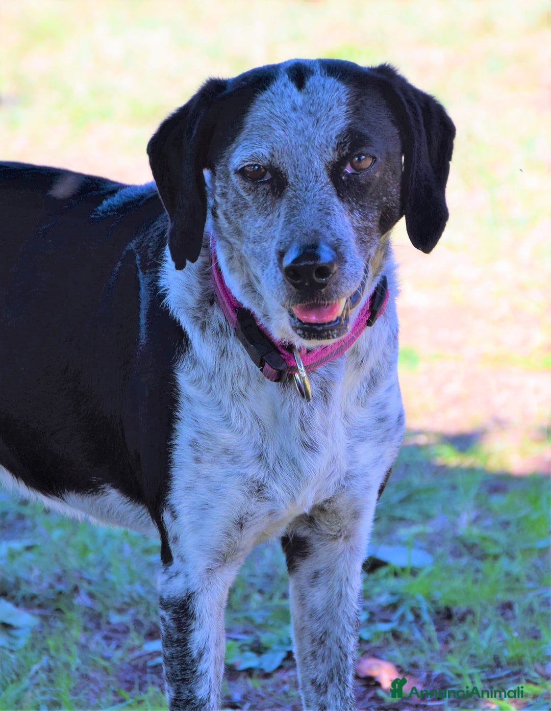 Bracco cani in regalo: VIRGINIA una piccola bracco da amare a Pomezia - Annuncio 5
