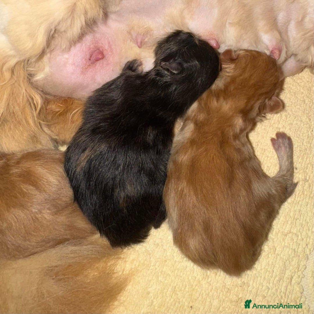 Persiano gatti in vendita: Cucciola persiana pura Tortie a Metropolitan City of Rome Capital - Immagine 5