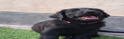 Flat Coated cani in vendita: Cuccioli flat coated retriever  - Annuncio 6