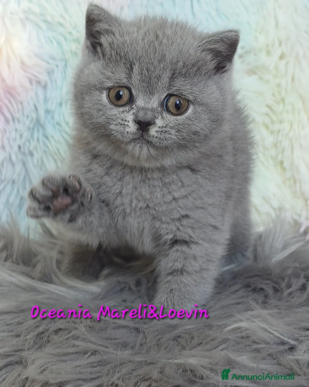 British gatti in vendita: British shorthair femmine - Annuncio 20