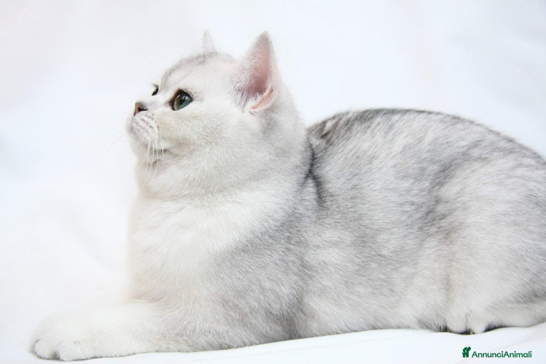 British gatti per accoppiamento: British per accopiamento  a Provincia di Monza e della Brianza - Annuncio 3