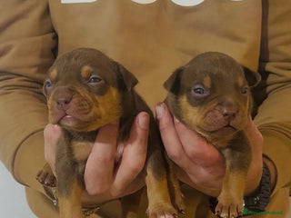 American Bully cani Cuccioli di American Bully - Annuncio 14