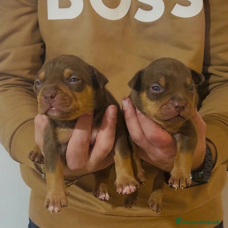 American Bully cani Cuccioli di American Bully - Annuncio 3