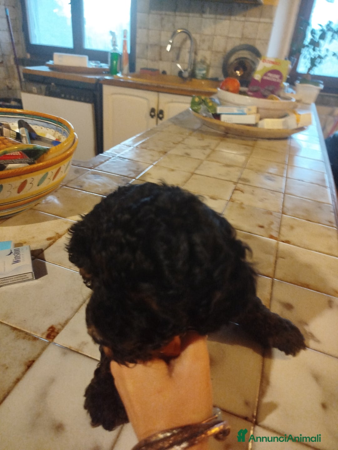 Barboncino cani in vendita: cuccioli Phantom  - Annuncio 8