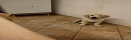 Golden Retriever cani in vendita: Ultimi 2 cuccioli Golden Retriever - Annuncio 7