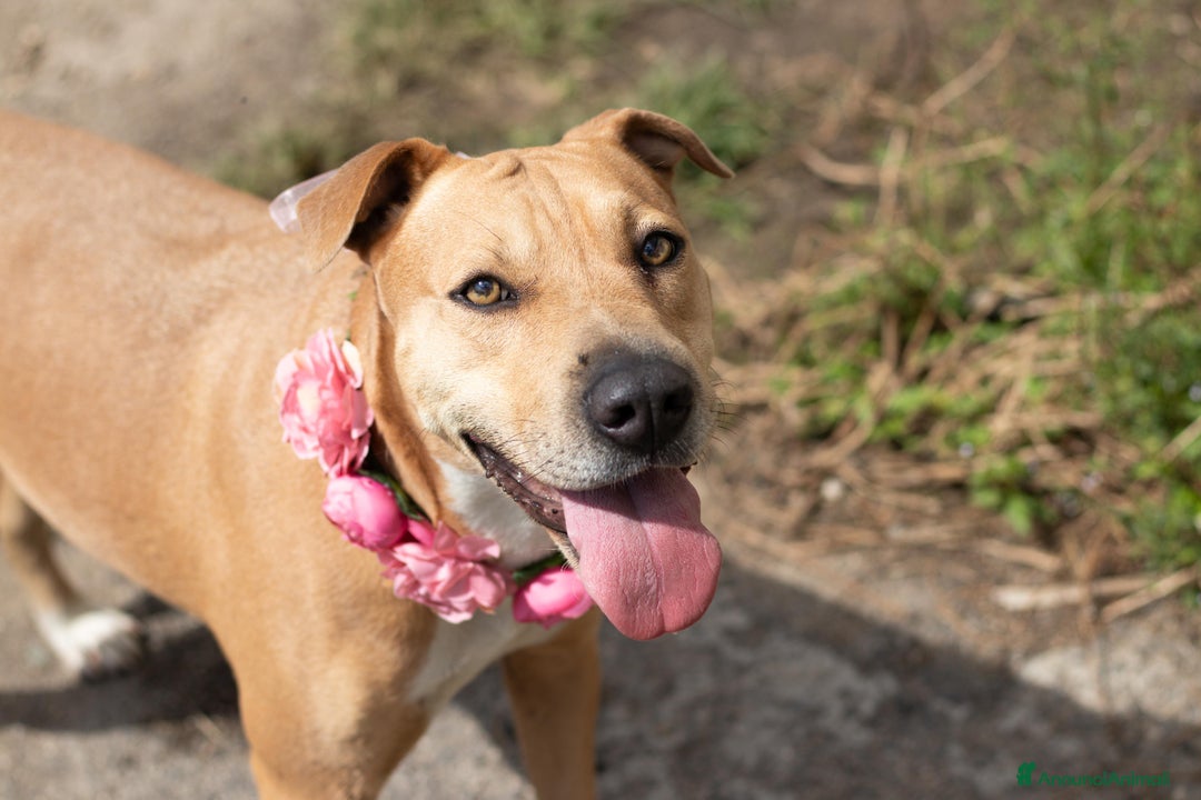 American Staffordshire cani in regalo: Sofy: giovane molossina socievole e affettuosa - Annuncio 4