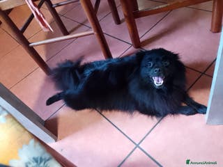 Volpino Italiano cani Volpini italiani - Annuncio 5