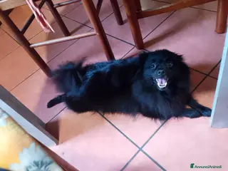 Volpino Italiano cani Volpini italiani - Annuncio 17