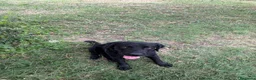 Labrador cani in vendita: labrador maschio REGALO - Annuncio 2