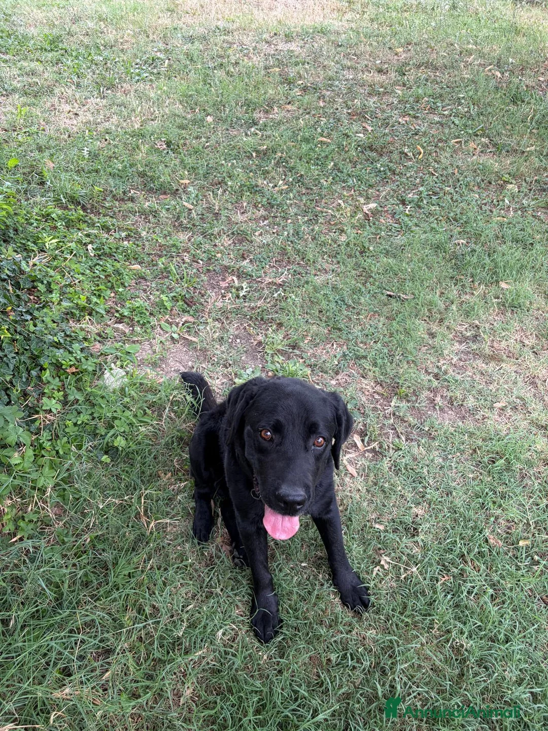 Labrador cani in vendita: labrador maschio REGALO - Annuncio 2
