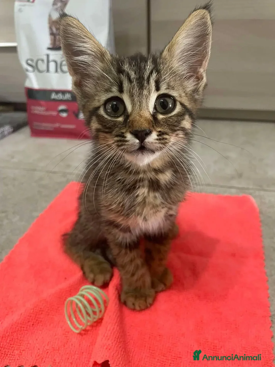 Meticcio gatti in regalo: OLIVER gattino maschio 3 mesi cerca casa adozione - Annuncio 3
