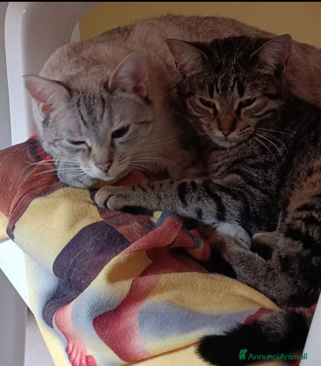 Europeo gatti in regalo: Asha e Molly gattine simil siamese e tigrata a Città metropolitana di Milano - Annuncio 5