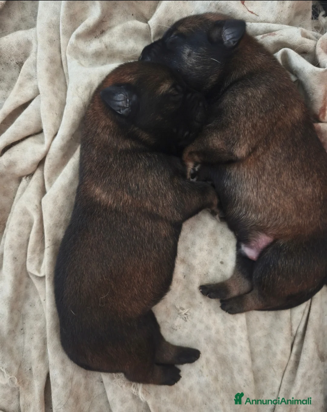 Pastore Belga cani in vendita: Cuccioli di Pastore belga malinois con pedigree a Città Metropolitana di Bologna - Annuncio 2