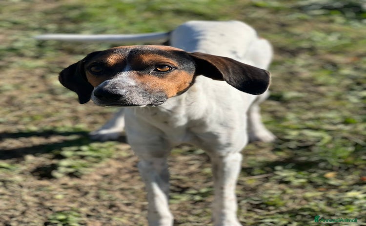 Meticcio cani TWIST cercava un po'di cibo accalappiato! - Annuncio 5