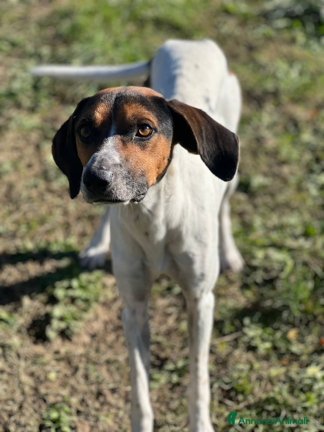 Meticcio cani in regalo: TWIST cercava un po'di cibo accalappiato! - Annuncio 1