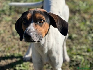 Meticcio cani TWIST cercava un po'di cibo accalappiato! - Annuncio 21