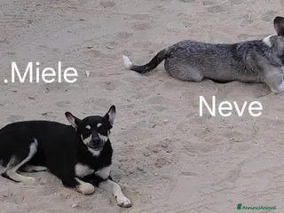 Meticcio cani Una casa e tanto amore per Miele e Neve - Annuncio 30