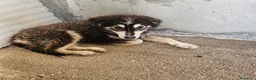Meticcio cani in regalo: Yuri favoloso cucciolo simil border collie - Annuncio 2